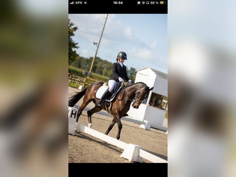 Welsh-D Wallach 19 Jahre 147 cm Brauner in Lierop