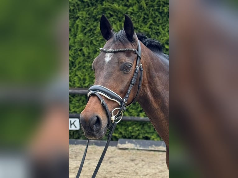 Welsh-D Wallach 19 Jahre 147 cm Brauner in Lierop