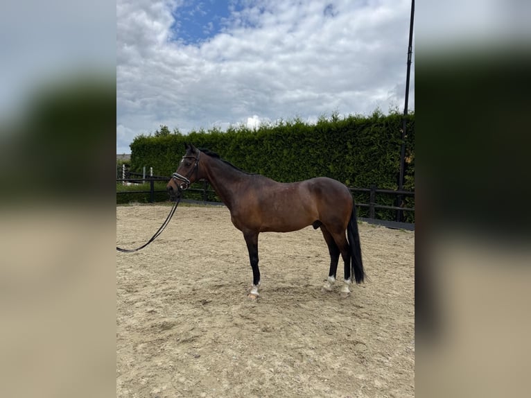 Welsh-D Wallach 19 Jahre 147 cm Brauner in Lierop