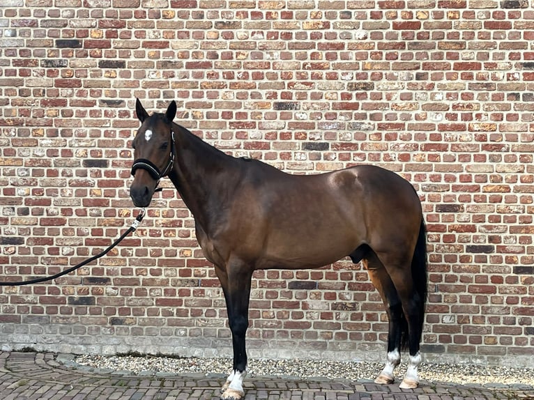 Welsh-D Wallach 19 Jahre 147 cm in Lierop
