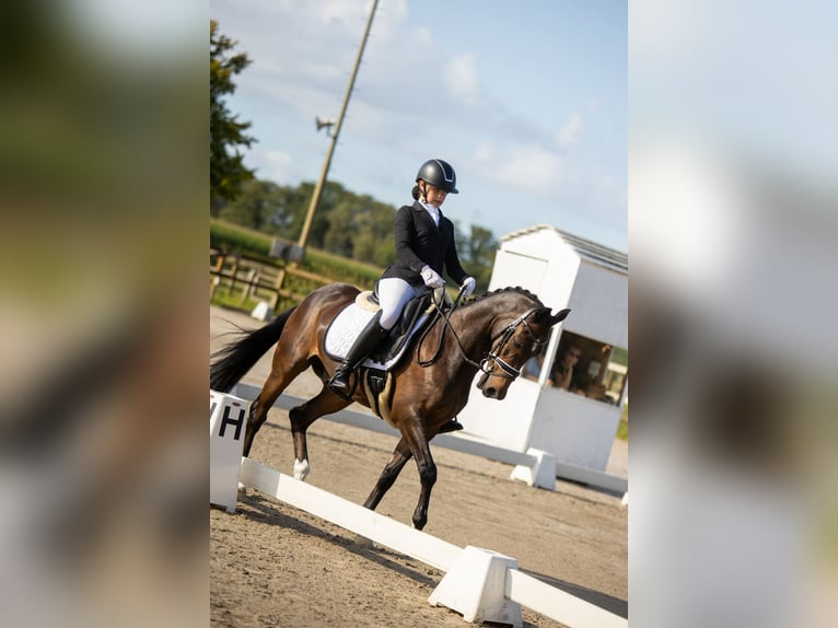 Welsh-D Wallach 19 Jahre 147 cm in Lierop