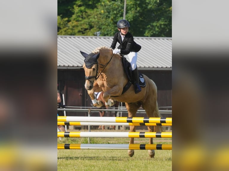Welsh-D Wallach 19 Jahre 148 cm Palomino in Tangstedt
