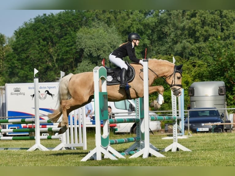 Welsh-D Wallach 19 Jahre 148 cm Palomino in Tangstedt