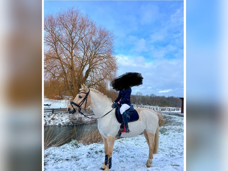 Welsh-D Wallach 19 Jahre 148 cm Palomino in Tangstedt