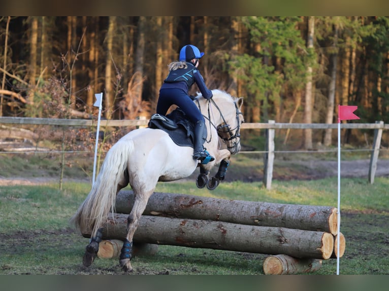 Welsh-D Wallach 19 Jahre 148 cm Palomino in Tangstedt