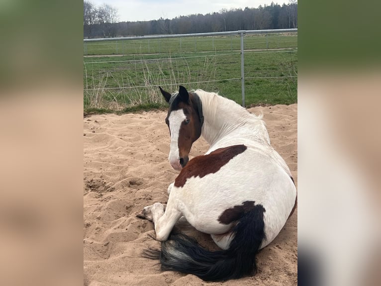 Welsh-D Mix Wallach 19 Jahre 165 cm Schecke in Bimöhlen