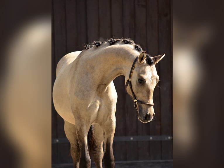 Welsh-D Wallach 1 Jahr 139 cm Buckskin in Poznań