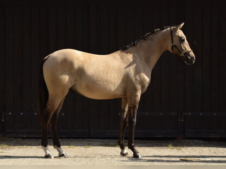 Welsh-D Wallach 1 Jahr 139 cm Buckskin in Poznań