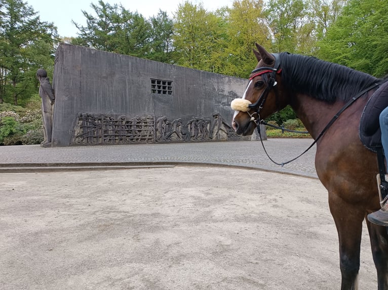 Welsh-D Wallach 21 Jahre 155 cm Brauner in Sahlenburg