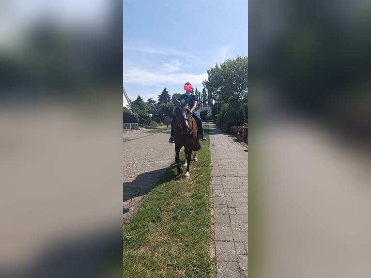 Welsh-D Wallach 21 Jahre 155 cm Brauner in Sahlenburg