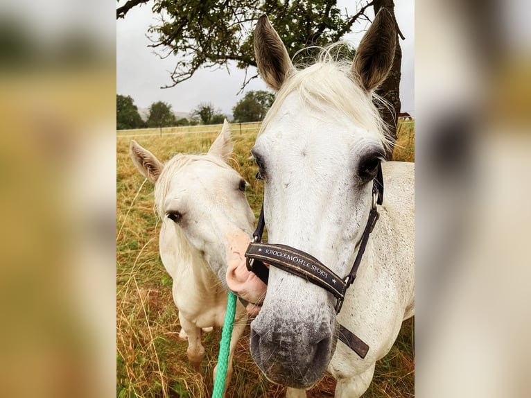 Welsh-D Wallach 2 Jahre Palomino in Langenselbold