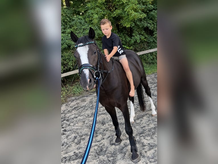 Welsh-D Wallach 3 Jahre 141 cm Schwarzbrauner in Vlijmen