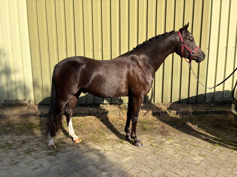 Welsh-D Wallach 3 Jahre 141 cm Schwarzbrauner in Vlijmen