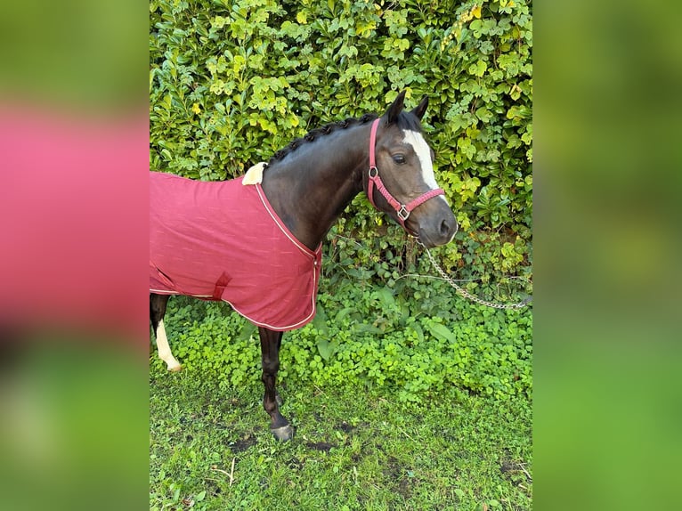 Welsh-D Wallach 3 Jahre 141 cm Schwarzbrauner in Vlijmen