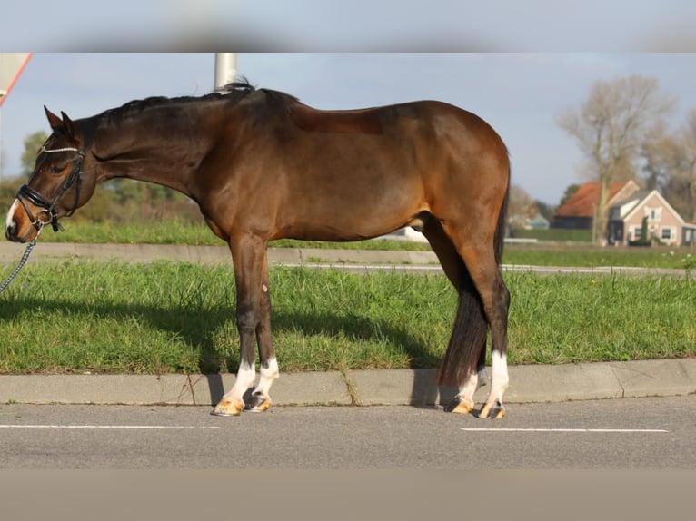 Welsh-D Wallach 3 Jahre 146 cm Brauner in Hellevoetsluis