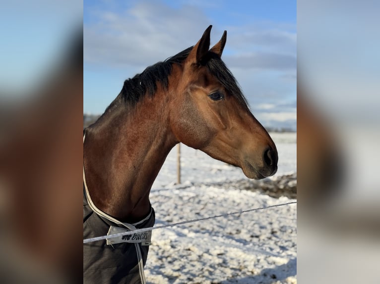 Welsh-D Wallach 3 Jahre 146 cm Brauner in Westbeemster