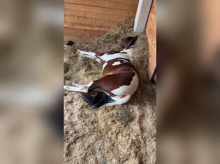 Welsh-D Mix Wallach 3 Jahre 146 cm Schecke in Reinharting