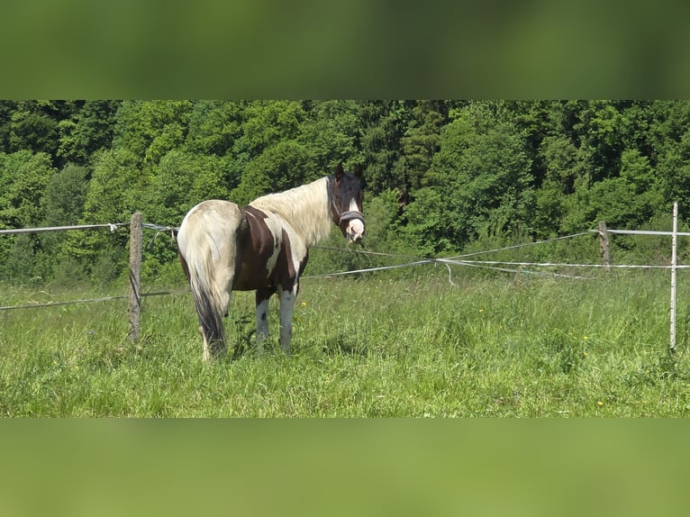 Welsh-D Mix Wallach 3 Jahre 146 cm Schecke in Reinharting