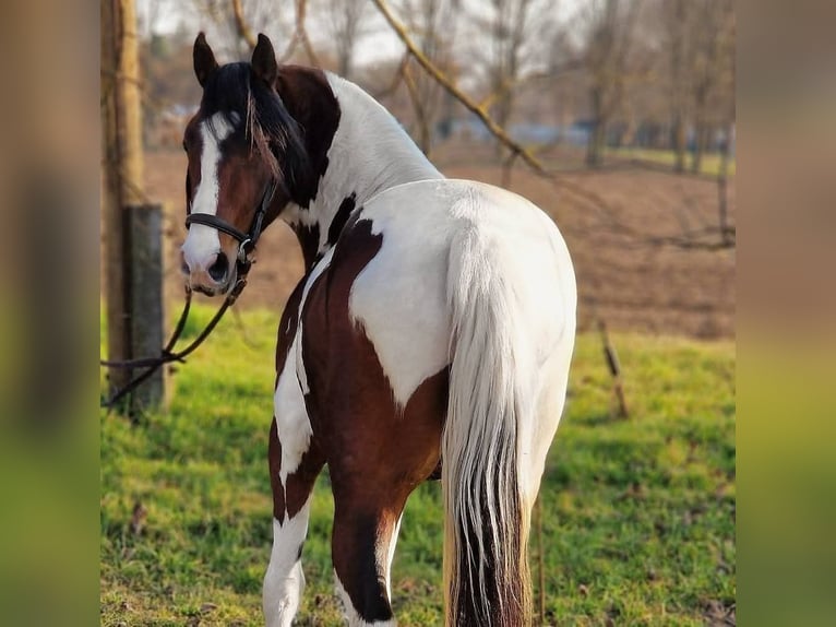 Welsh-D Mix Wallach 3 Jahre 146 cm Schecke in Reinharting