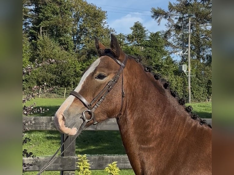 Welsh-D Wallach 3 Jahre 148 cm Rotbrauner in Newry