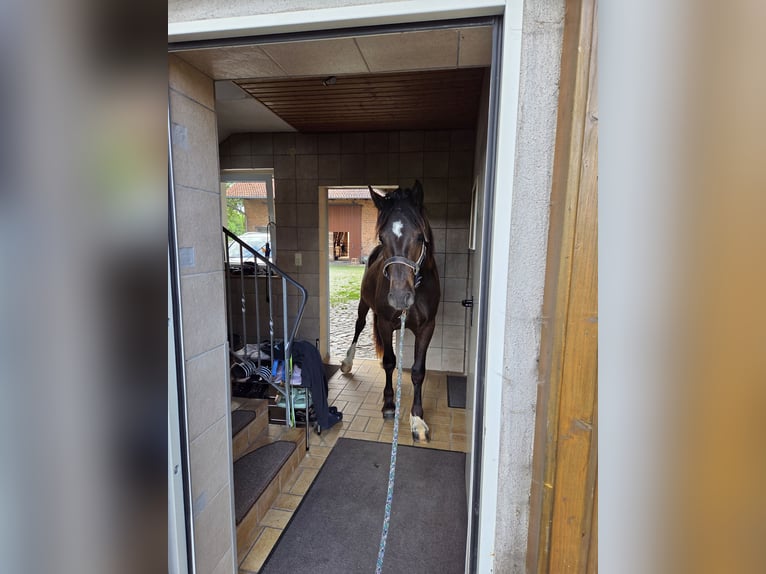 Welsh-D Wallach 3 Jahre 153 cm Rappe in Wolfhagen