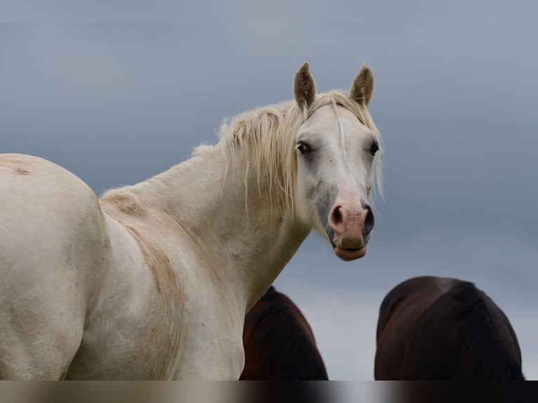 Welsh-D Wallach 3 Jahre Palomino in Langenselbold