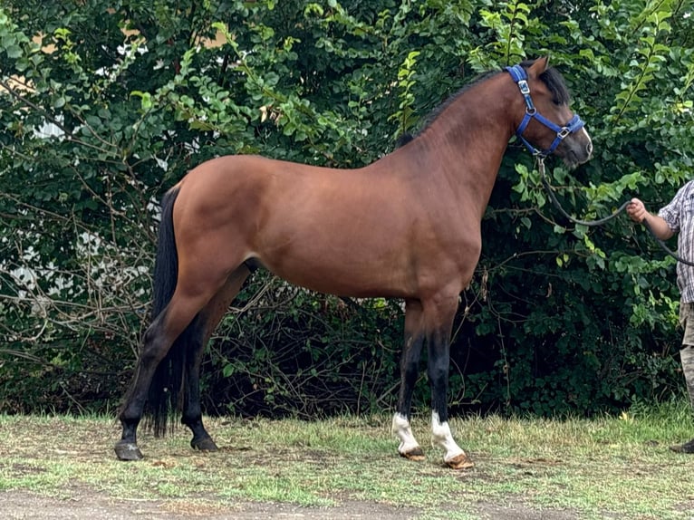 Welsh-D Wallach 4 Jahre 140 cm Brauner in B&#xE9;k&#xE9;s