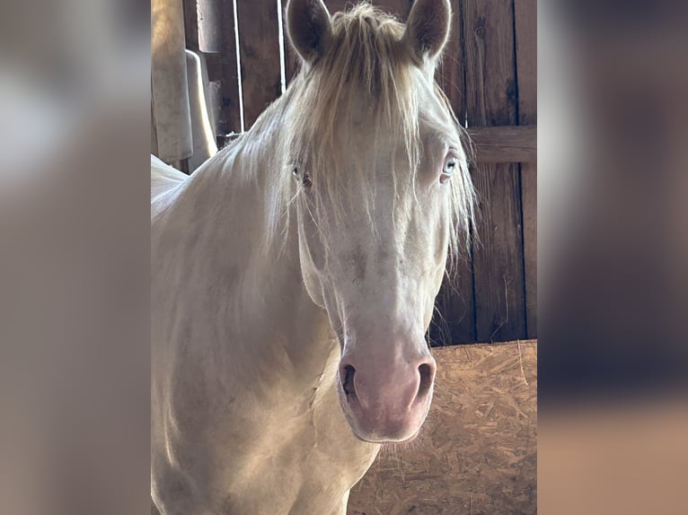 Welsh-D Wallach 4 Jahre 142 cm Cremello in Butzbach