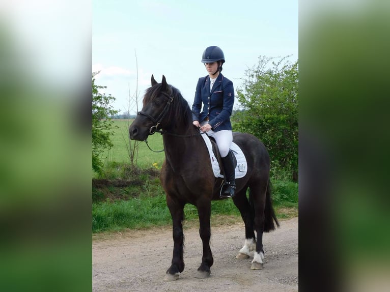 Welsh-D Wallach 4 Jahre 142 cm Dunkelbrauner in Crowland, South Holland