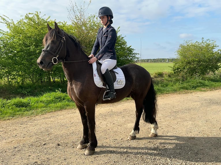 Welsh-D Wallach 4 Jahre 142 cm Dunkelbrauner in Crowland, South Holland