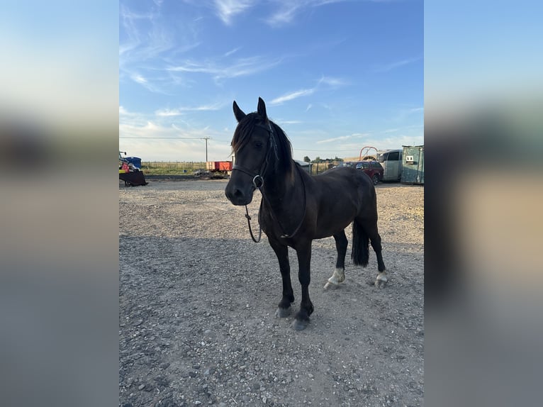 Welsh-D Wallach 4 Jahre 142 cm Dunkelbrauner in Crowland, South Holland