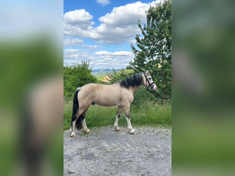 Welsh-D Wallach 4 Jahre 143 cm Buckskin in L&#xFC;denscheid