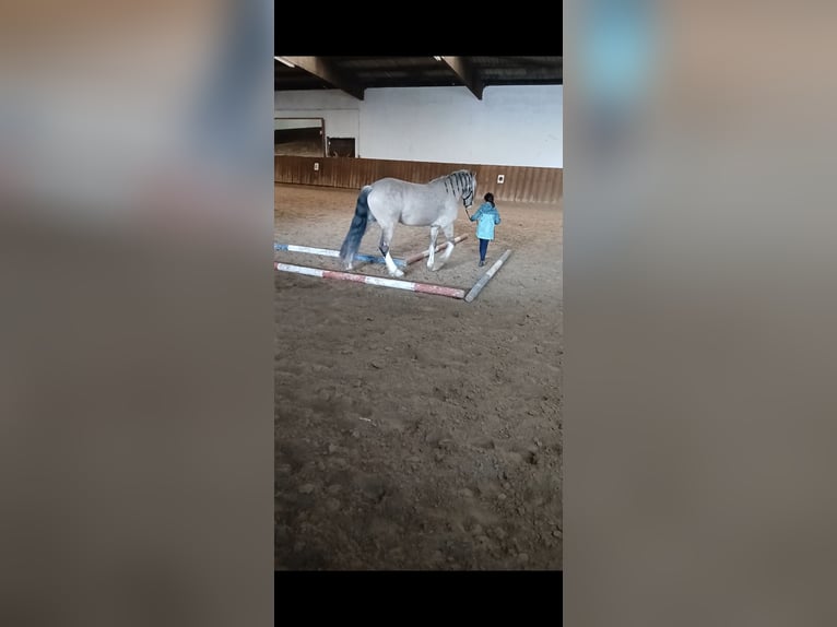 Welsh-D Wallach 4 Jahre 143 cm Buckskin in L&#xFC;denscheid