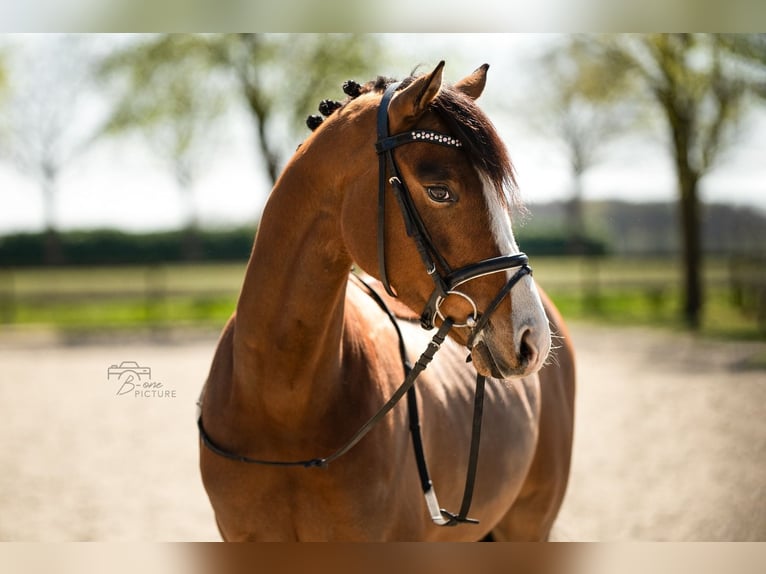 Welsh-D Wallach 4 Jahre 145 cm Brauner in Wouwse Plantage