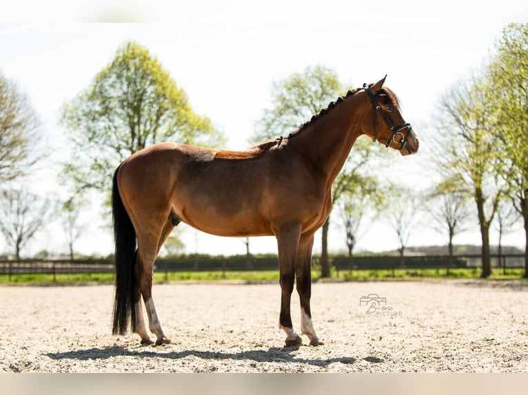 Welsh-D Wallach 4 Jahre 145 cm Brauner in Wouwse Plantage