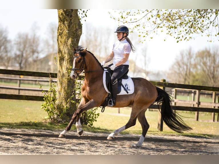Welsh-D Wallach 4 Jahre 145 cm Brauner in Wouwse Plantage