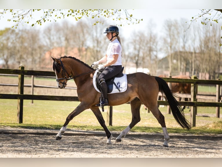 Welsh-D Wallach 4 Jahre 145 cm Brauner in Wouwse Plantage