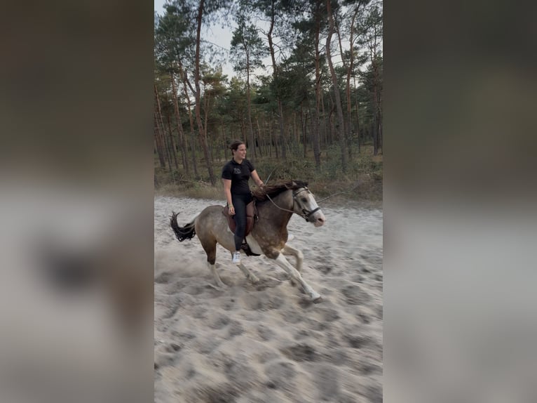 Welsh-D Mix Wallach 4 Jahre 145 cm Schecke in Badbergen