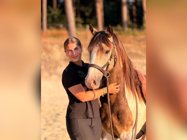 Welsh-D Mix Wallach 4 Jahre 145 cm Schecke in Badbergen