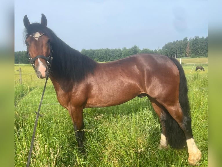 Welsh-D Wallach 4 Jahre 146 cm Dunkelbrauner in Grabenst&#xE4;tt