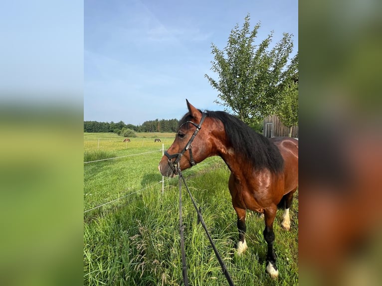 Welsh-D Wallach 4 Jahre 146 cm Dunkelbrauner in Grabenst&#xE4;tt