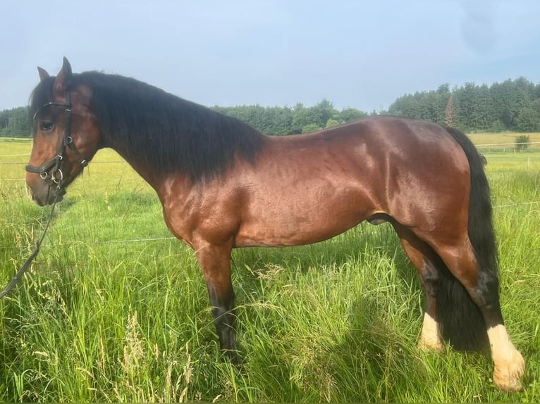 Welsh-D Wallach 4 Jahre 146 cm Dunkelbrauner in Grabenst&#xE4;tt
