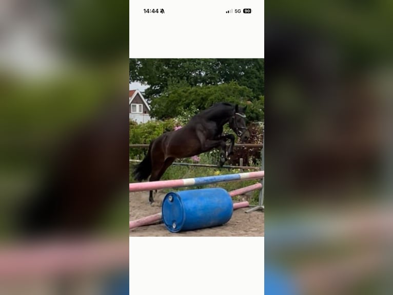 Welsh-D Wallach 4 Jahre 147 cm Dunkelbrauner in Nieuw-Amsterdam