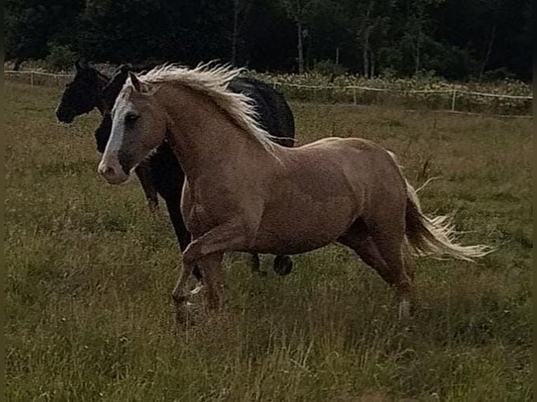 Welsh-D Wallach 4 Jahre 147 cm Palomino in Herzberg am Harz