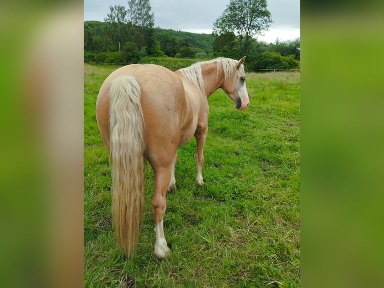 Welsh-D Wallach 4 Jahre 147 cm Palomino in Herzberg am Harz