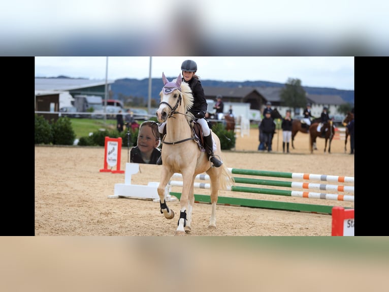 Welsh-D Wallach 4 Jahre 148 cm Palomino in Schlins