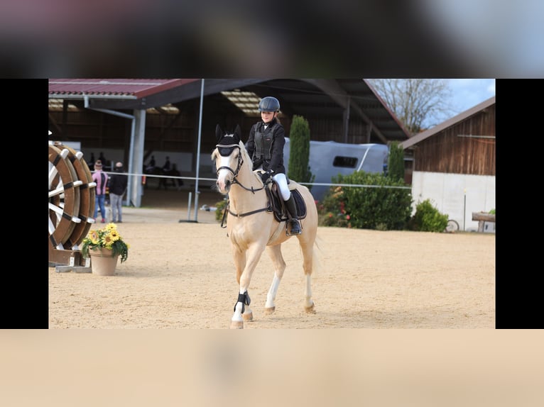 Welsh-D Wallach 4 Jahre 148 cm Palomino in Schlins