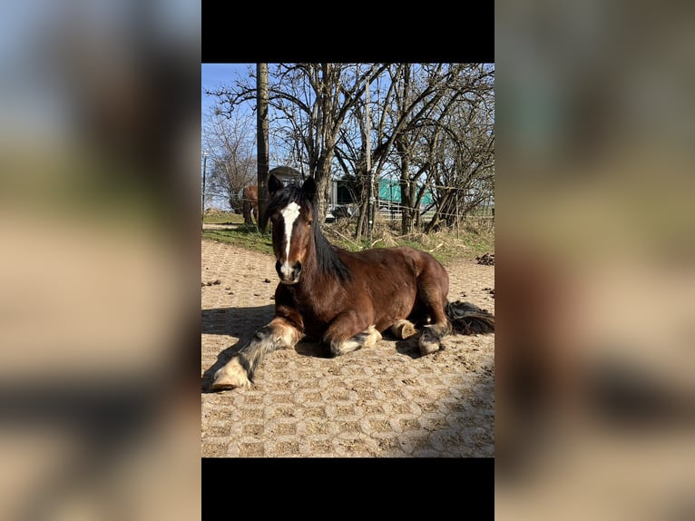Welsh-D Wallach 4 Jahre 150 cm Brauner in Gleichen