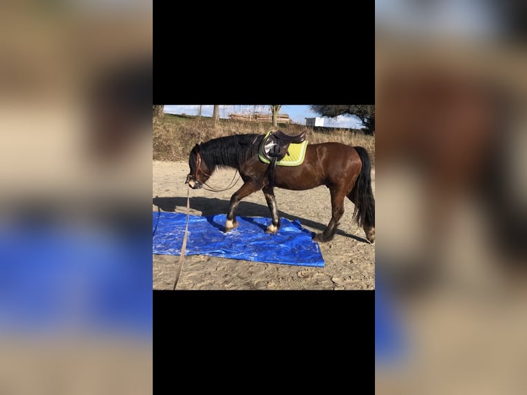 Welsh-D Wallach 4 Jahre 150 cm Brauner in Gleichen