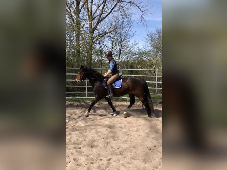 Welsh-D Wallach 4 Jahre 150 cm Brauner in Gleichen